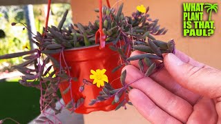 Othonna capensis quotRuby Necklacequot  also goes by the name String of Pickles  STUNNING Yellow Blooms [upl. by Oriel]