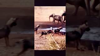 wild dogs hunting Impala elephant attack wildanimal animals [upl. by Coombs]