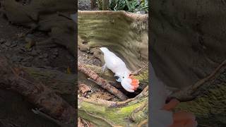 Cockatoo parrot nature birds villagelife wildlife happy shorts youtubeshorts birdlovers [upl. by Anim265]