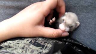 My 6 week old ferret kit playing with me [upl. by Akkim]