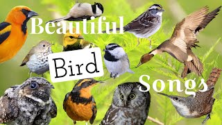 25 of North America’s Most Beautiful Sounding Birds [upl. by Sunshine]