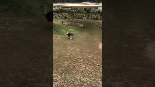 Sydney Zoo ostrich chasing zoo keeper for food [upl. by Yrffoeg]