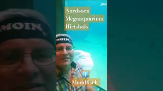 HIRTSHALS NORDSØEN OCEANARIUM YouTubeHighFive [upl. by Ahsieker]