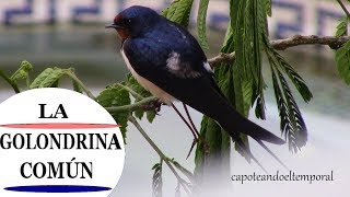 LA GOLONDRINA COMÚN Hirundo rustica [upl. by Enniroc]