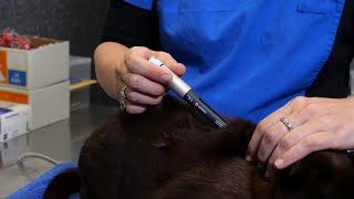 Administering Insulin to your Cat using an Insulin Pen [upl. by Sirahc417]