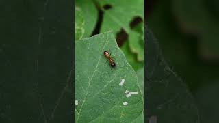 A banded sugar ant sits on top of a leaf sensing the leafs top using its antennae ant insect [upl. by Aerdnaeel870]