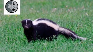 Rencontre explosive entre une mouffette et un raton laveur [upl. by Namyl]