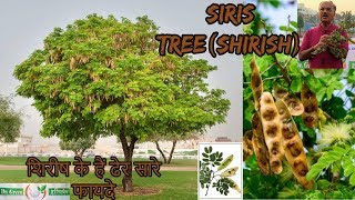 शिरीष के फायदे Albizia lebbeck Siris TreeShirishશિરીષ DR HITESH JANIDr green Ayurvedic [upl. by Janaya801]