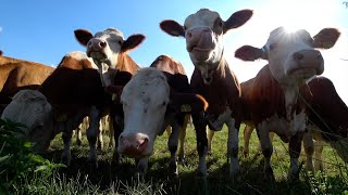 4K Cow videos ver2 🐮🐄 Cows mooing amp grazing in a field 🌿 Nature sounds amp white noise 🌾 Relaxing 🍂 [upl. by Hplar]