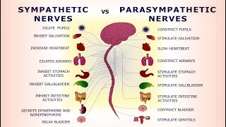 Sympathetic vs Parasympathetic Nervous System  Difference between SNS amp PSNS [upl. by Haywood]