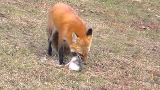 Red Fox eating a rabbit [upl. by Ranzini]