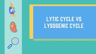 Lytic Cycle vs Lysogenic Cycle Made EASY [upl. by Duahsar]