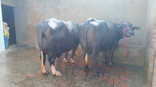 Two Buffaloes For Sale 2 ਮੱਝਾਂ ਵਿਕਾਊ [upl. by Aratehs]