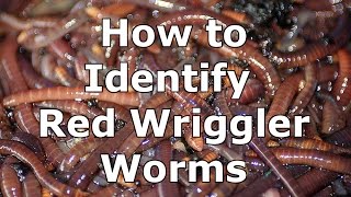 How to Identify Wild Red Wiggler Worms  Eisenia Fetida [upl. by Ahsemit720]