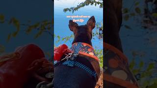 cute dog’s adventure exploring the beautiful autumn scenery🌲 dogs stateparks nature [upl. by Gine383]