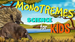 Monotremes  The only Mammals that lay Eggs  Science for Kids [upl. by Selohcin627]