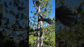 Birds eating nuts from our hands  Strathcona Provincial Park shorts [upl. by Phox]