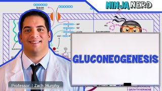 Metabolism  Gluconeogenesis [upl. by Eeslehc315]