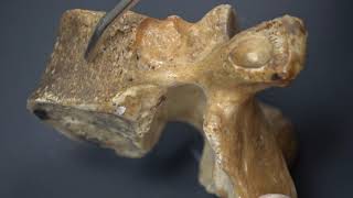 Thoracic Vertebrae and Rib Osteology plus the Ligaments of the Costovertebral joints [upl. by Fevre]