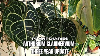 Anthurium Clarinervium 25 YEAR update [upl. by Hara]