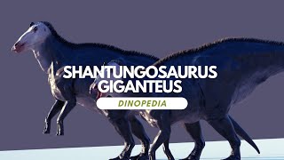 Dinopedia  Shantungosaurus giganteus [upl. by Karlow981]