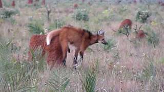 Maned Wolf at Emas NP [upl. by Rozek]