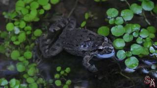 🐸Sapillo pintojo ibérico Discoglossus galganoi  Una rana con una hermana muy similar D jeanneae [upl. by Ahsilram715]