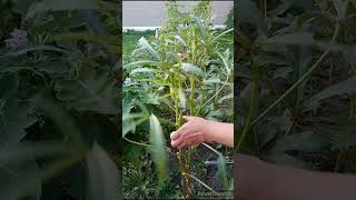 Okra lady finger harvest again [upl. by Dahsar]