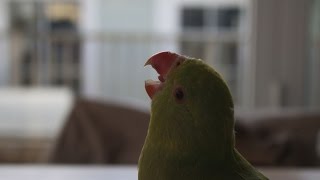 Parrot Indian Ringneck parakeet callScreeching [upl. by Eirena]