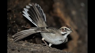 Birds of Central Oregon Ver 20 [upl. by Borries]