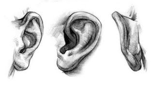 How to Draw Ears  Anatomy and Structure [upl. by Ahearn]