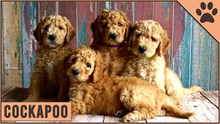 Cockapoo Dog Breed  Should You Get A Cockapoo  Dog World [upl. by Aicirtak]