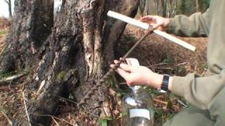 How to drink sap from a Tree [upl. by Fanning821]