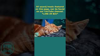 Relaxing Cat Purr Sound 🐈  White Noise  Stress Relieving Purring Frequency For Healing  shorts [upl. by Alvar810]