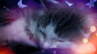 Make Your Cat Sleep Within 5 Minutes  CAT MUSIC With Cat purring sounds  1 HOUR [upl. by Desi]