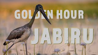 Golden Hour Jabiru [upl. by Domonic265]