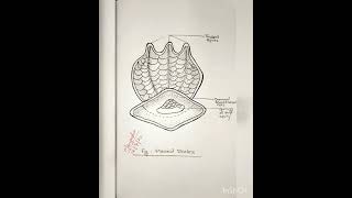 Placoid Scale Scales of Fish practical for MSc and BScFishries Spotting 🐟 [upl. by Garmaise]