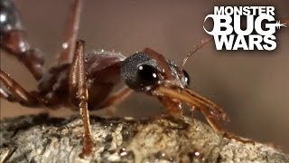 Bull Ant Vs Redback Spider  MONSTER BUG WARS [upl. by Lewls]