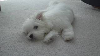 Jaycee  Coton De Tulear  Howling [upl. by Aan]