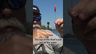 Killer Float Tactics Garfish amp Mullet Fishing Secrets fishing fish shorts [upl. by Adelaida]