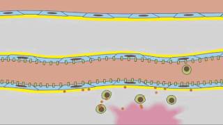 3 7 Leukocyte Rolling [upl. by Alisa]