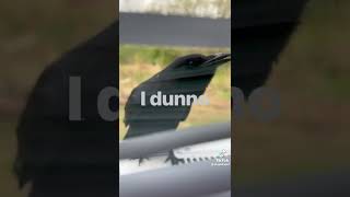 THIS CROW CAN TALK LIKE A HUMAN 😳😥 [upl. by Hecklau]