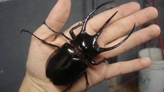 Chalcosoma caucasus  Rhinoceros Beetle  Nashornkäfer [upl. by Nona]