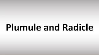 How to Pronounce Plumule and Radicle [upl. by Sissy]