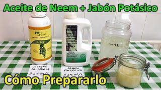 Cómo Preparar y Utilizar el Aceite de Neem [upl. by Kohn]