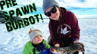 Fishing Alberta Pre Spawn Burbot [upl. by Meek]