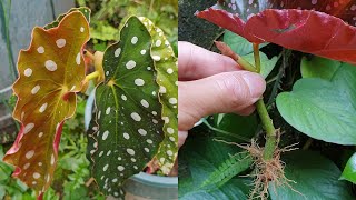 How to grow Begonia plant from cuttings [upl. by Uzia]