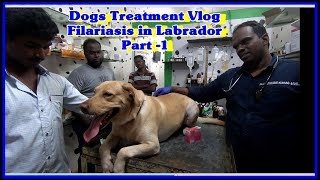 Dogs Vlog Treatment  Rare Filariasis DiroFilariasis  in Labrador [upl. by Ripleigh]