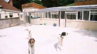 Boarding Kennels amp Cattery  Lapford Lodge Boarding Kennels amp Cattery [upl. by Omik158]