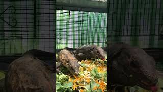 similis iguana iguana reptiles ctenosaurasimilis arrowreptile [upl. by Amil]